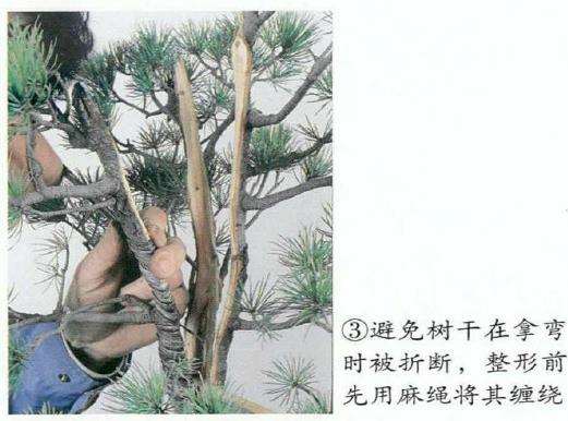 图解 五针松盆景怎么切割主干 打造风动式