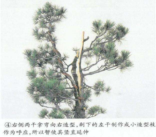 图解 五针松盆景怎么切割主干 打造风动式