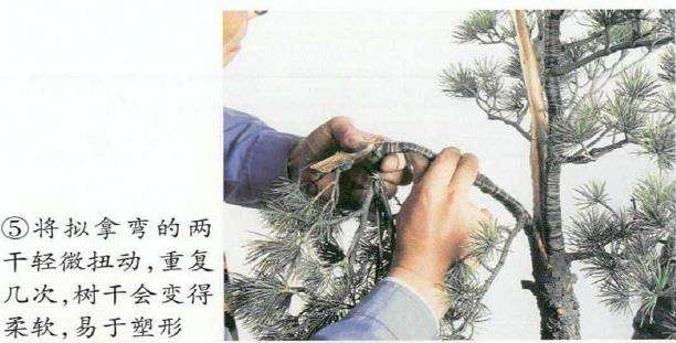 图解 五针松盆景怎么切割主干 打造风动式