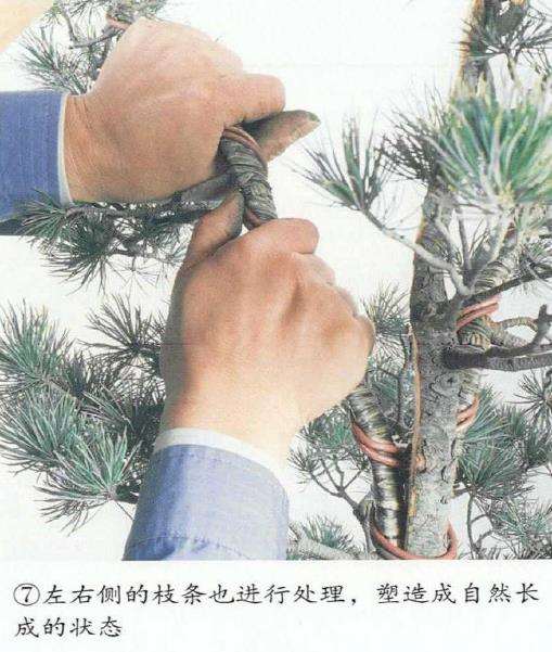 图解 五针松盆景怎么切割主干 打造风动式