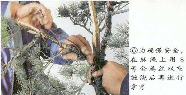 图解 五针松盆景怎么切割主干 打造风动式