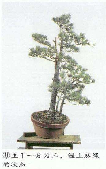 图解 五针松盆景怎么切割主干 打造风动式