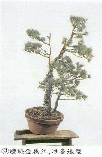 图解 五针松盆景怎么切割主干 打造风动式