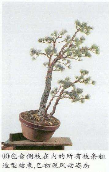 图解 五针松盆景怎么切割主干 打造风动式