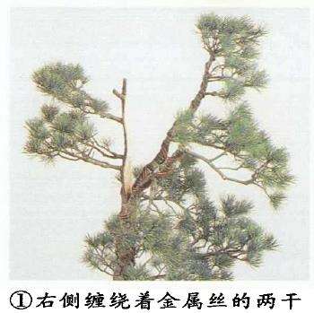 图解 五针松盆景怎么切割主干 打造风动式