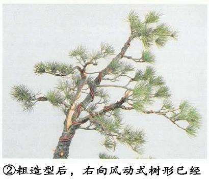 图解 五针松盆景怎么切割主干 打造风动式