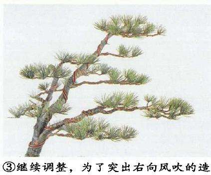 图解 五针松盆景怎么切割主干 打造风动式