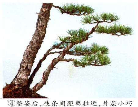 图解 五针松盆景怎么切割主干 打造风动式