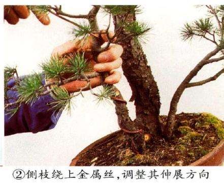 图解 五针松盆景怎么切割主干 打造风动式