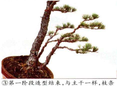 图解 五针松盆景怎么切割主干 打造风动式