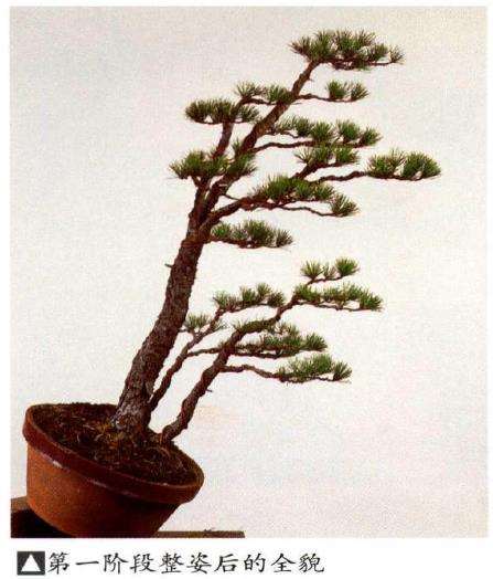图解 五针松盆景怎么切割主干 打造风动式