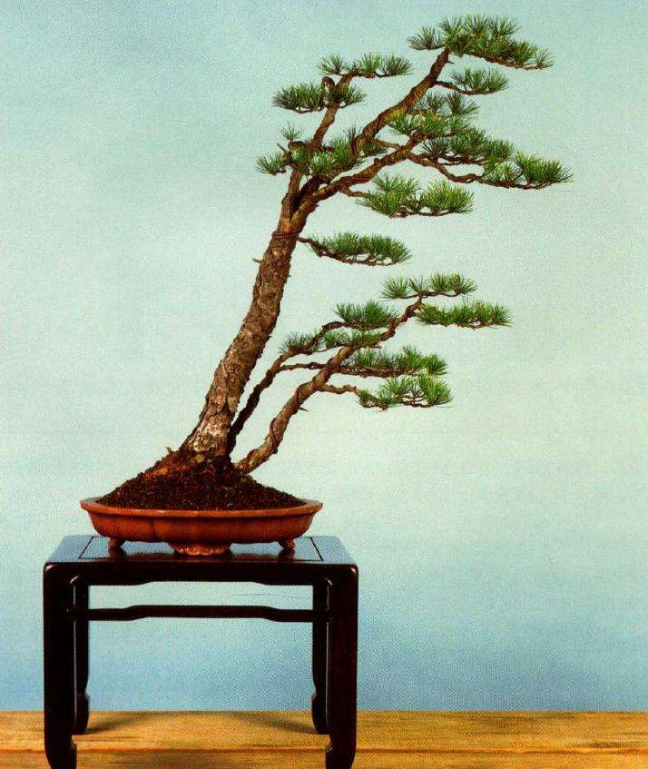 图解 五针松盆景怎么切割主干 打造风动式