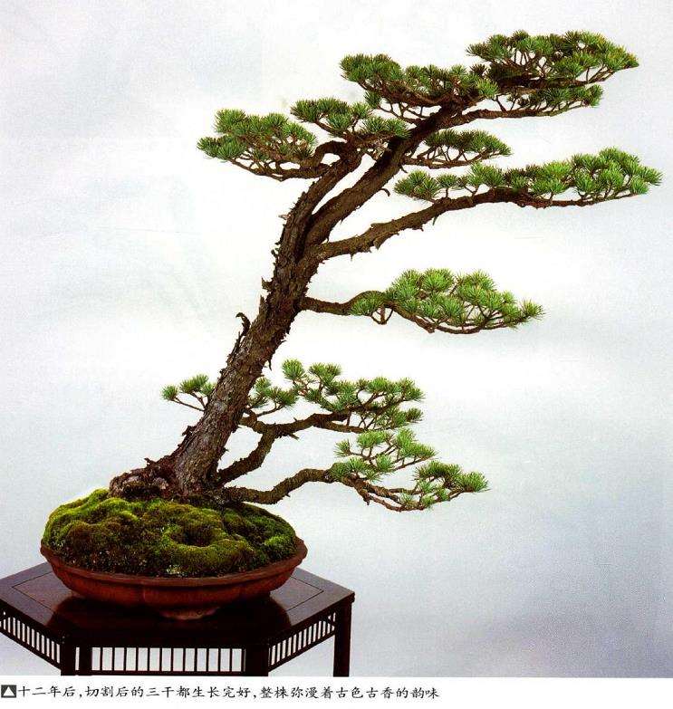 图解 五针松盆景怎么切割主干 打造风动式