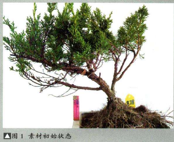 图解 真柏盆景怎么临水设计和蟠扎整型