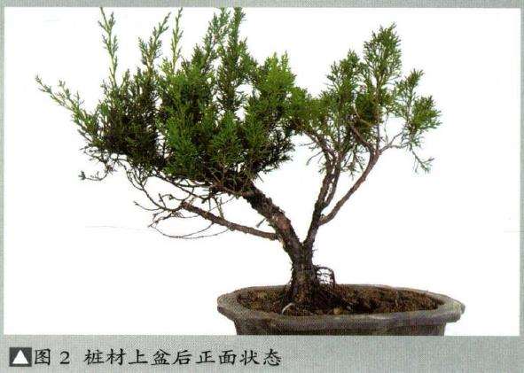 图解 真柏盆景怎么临水设计和蟠扎整型