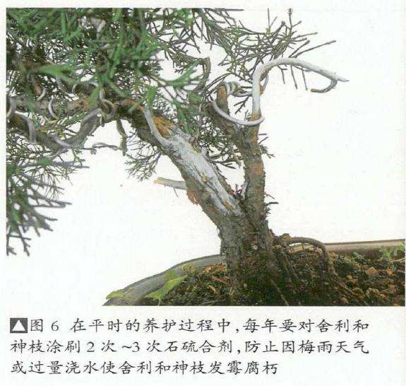 图解 真柏盆景怎么临水设计和蟠扎整型