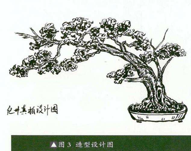 图解 真柏盆景怎么临水设计和蟠扎整型