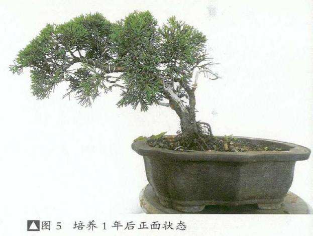 图解 真柏盆景怎么临水设计和蟠扎整型