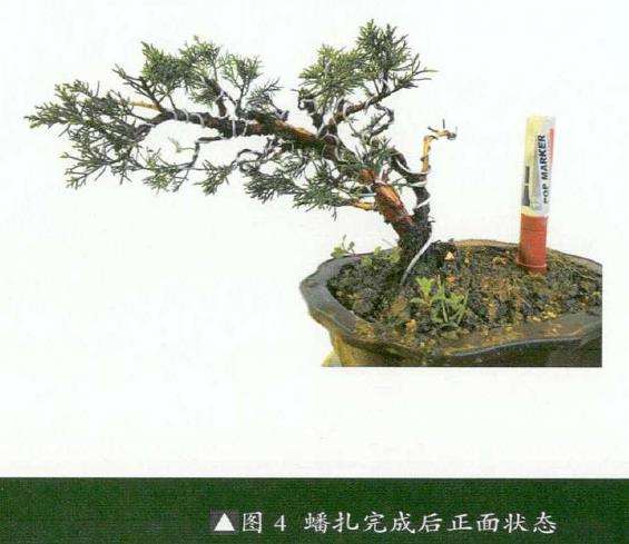 图解 真柏盆景怎么临水设计和蟠扎整型