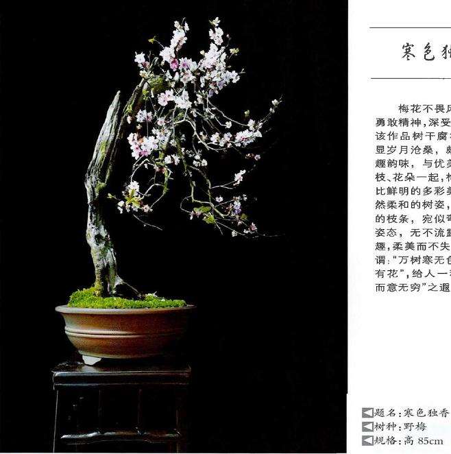 王念奈梅花盆景赏 图片