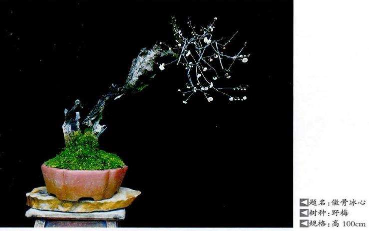 王念奈梅花盆景赏 图片