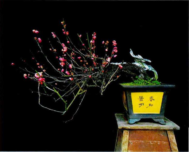 王念奈梅花盆景赏 图片
