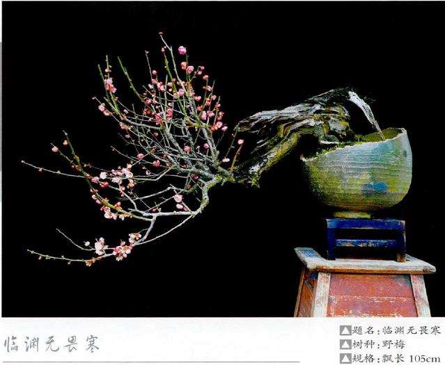 王念奈梅花盆景赏 图片