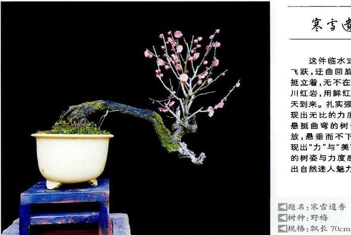 王念奈梅花盆景赏 图片