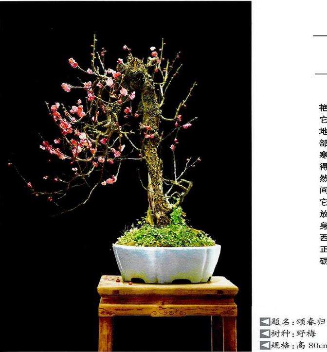 王念奈梅花盆景赏 图片