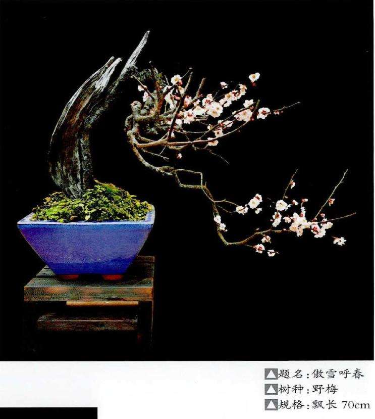 王念奈梅花盆景赏 图片