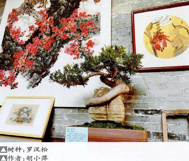 佛山北滘镇.举办庆三八女会员盆景展 图片