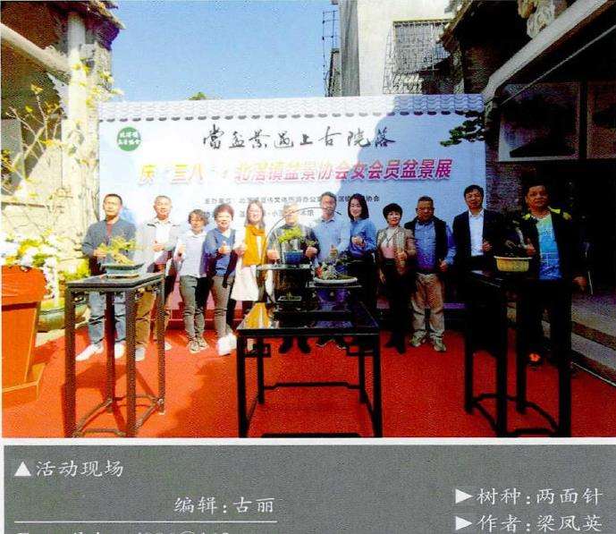 佛山北滘镇.举办庆三八女会员盆景展 图片