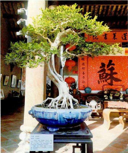 佛山北滘镇.举办庆三八女会员盆景展 图片