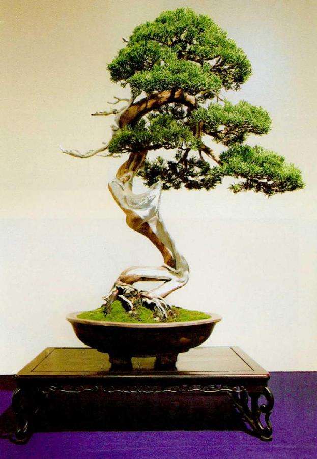 第96回日本国风盆景展作品选登(二) 图片