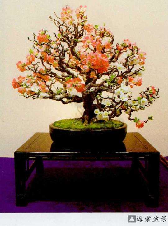 第96回日本国风盆景展作品选登(二) 图片