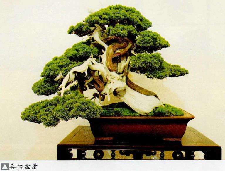 第96回日本国风盆景展作品选登(二) 图片