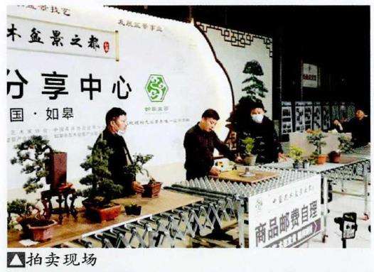江苏如皋成立盆景直播分享中心 图片