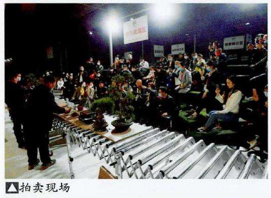 江苏如皋成立盆景直播分享中心 图片