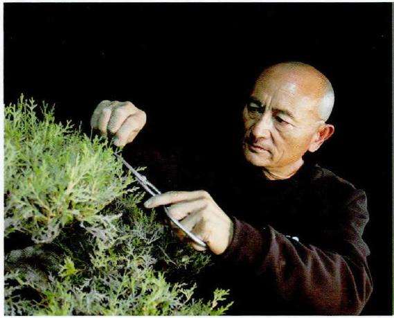 图解 真柏下山桩怎么制作盆景的13个过程