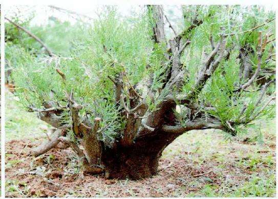 图解 真柏下山桩怎么制作盆景的13个过程