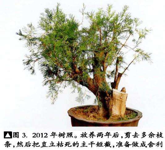 图解 真柏下山桩怎么制作盆景的13个过程