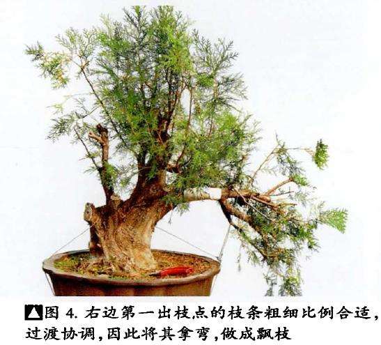 图解 真柏下山桩怎么制作盆景的13个过程