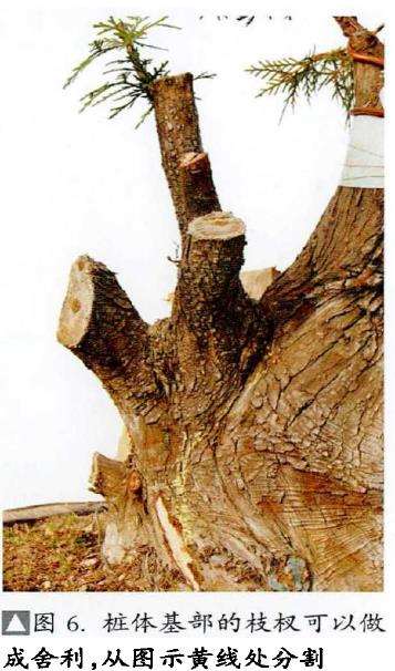 图解 真柏下山桩怎么制作盆景的13个过程