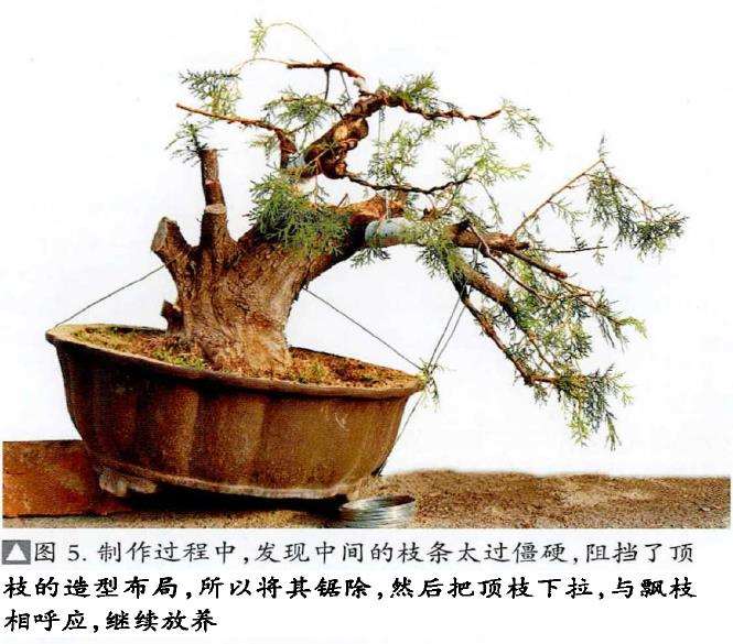 图解 真柏下山桩怎么制作盆景的13个过程