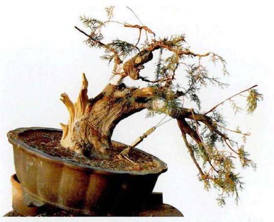 图解 真柏下山桩怎么制作盆景的13个过程