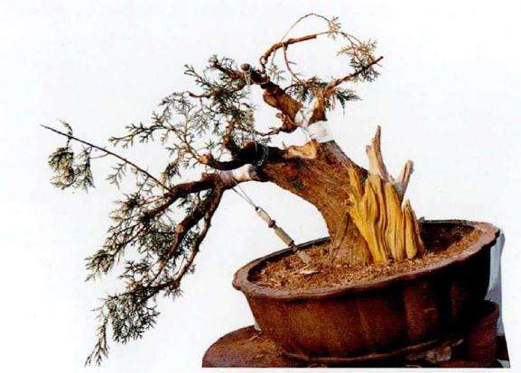 图解 真柏下山桩怎么制作盆景的13个过程