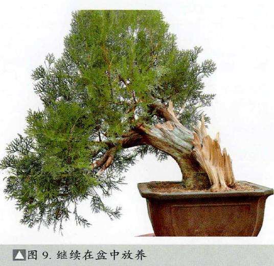 图解 真柏下山桩怎么制作盆景的13个过程