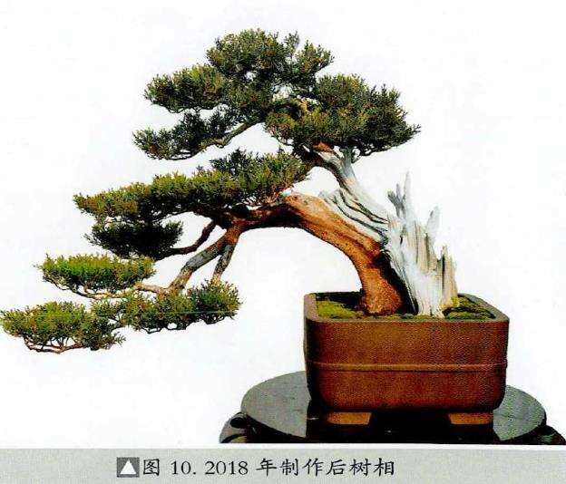 图解 真柏下山桩怎么制作盆景的13个过程