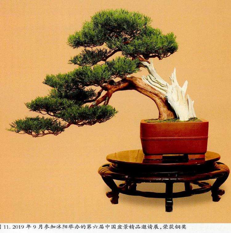 图解 真柏下山桩怎么制作盆景的13个过程