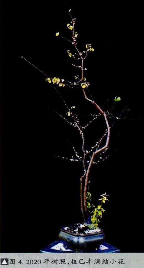 图解 韩学年玩杂木盆景 第28期